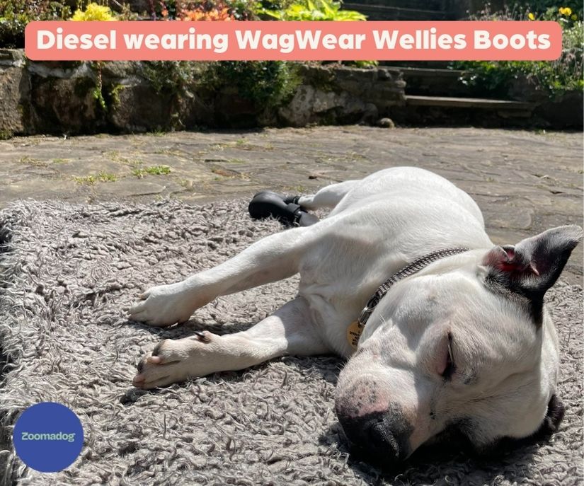 PawShield™ - Outdoor Dog Boots