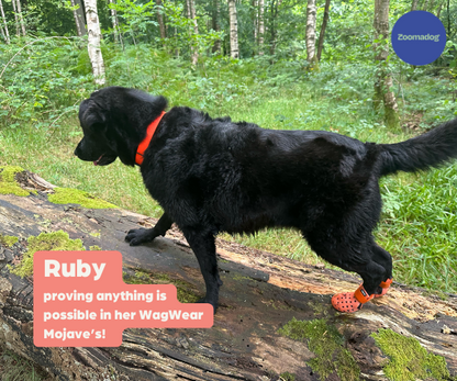 PawShield™ - Outdoor Dog Boots