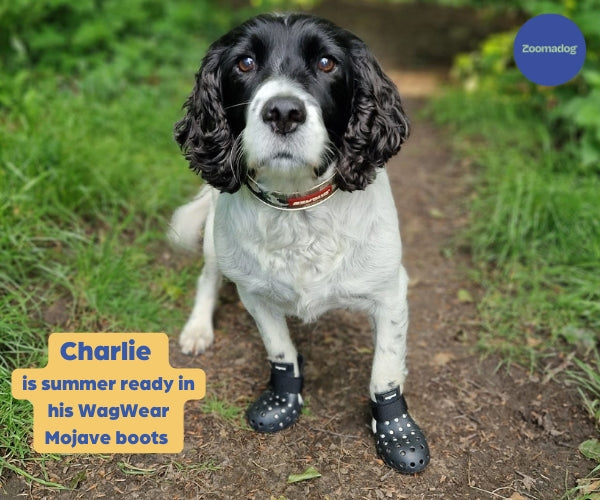 PawShield™ - Outdoor Dog Boots